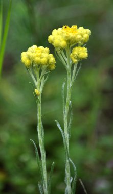 Çiçekli Helichrysum arenarium. Tıbbi, phytoncid, böcek, besleme, boyama ve süs bitki.