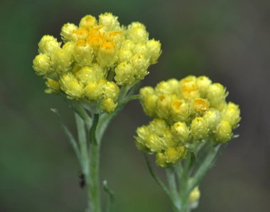Çiçekli Helichrysum arenarium. Tıbbi, phytoncid, böcek, besleme, boyama ve süs bitki.