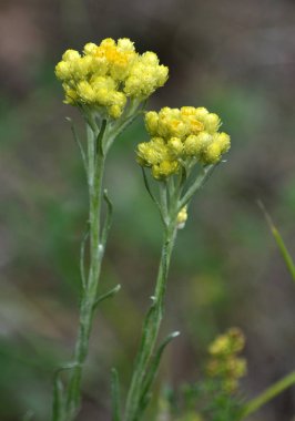Çiçekli Helichrysum arenarium. Tıbbi, phytoncid, böcek, besleme, boyama ve süs bitki.
