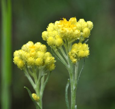 Çiçekli Helichrysum arenarium. Tıbbi, phytoncid, böcek, besleme, boyama ve süs bitki.
