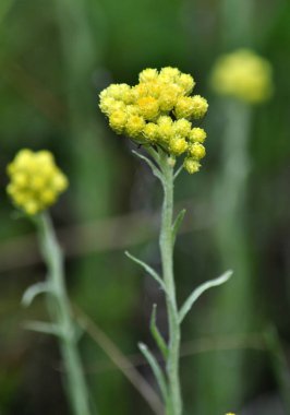 Çiçekli Helichrysum arenarium. Tıbbi, phytoncid, böcek, besleme, boyama ve süs bitki.