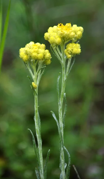 Helichrysum Arenarium Con Flores Medicinal Fitonácido Insecticida Pienso Colorante Planta —  Fotos de Stock