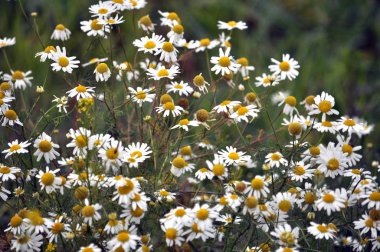 Çiçekler, yeşil kök ve yaprakları papatya ecz herbares arasında yetişen