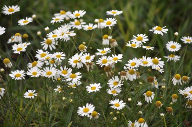 Çiçekler, yeşil kök ve yaprakları papatya ecz herbares arasında yetişen