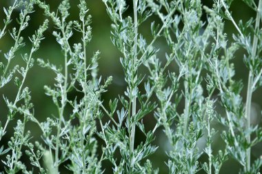 Kök ve yaprakları, pelin acı, doğada büyüyen