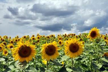 Yaz yatay, ayçiçeği alanında çiçek açan,