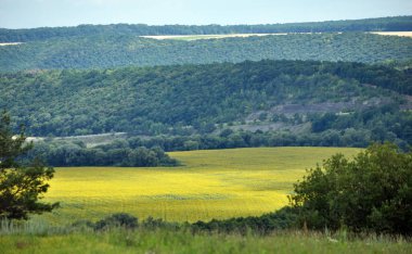 Alanları, ormanları, tepeleri ile yaz panoramik manzara
