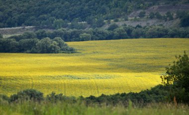 Alanları, ormanları, tepeleri ile yaz panoramik manzara