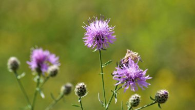 Otlar arasında çayırda çiçek açan peygamberçiçeği (Centaurea jacea vardır)