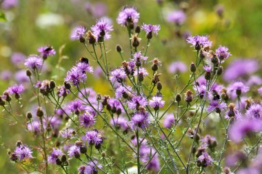 Otlar arasında çayırda çiçek açan peygamberçiçeği (Centaurea jacea vardır)
