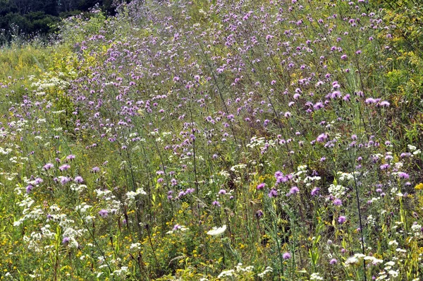 Padang Rumput Antara Tanaman Herbal Ada Bunga Cornflower Mekar Centaurea — Stok Foto