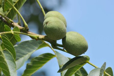 Yeşil ceviz ağacının yaprakları ile bir dalını yetişen