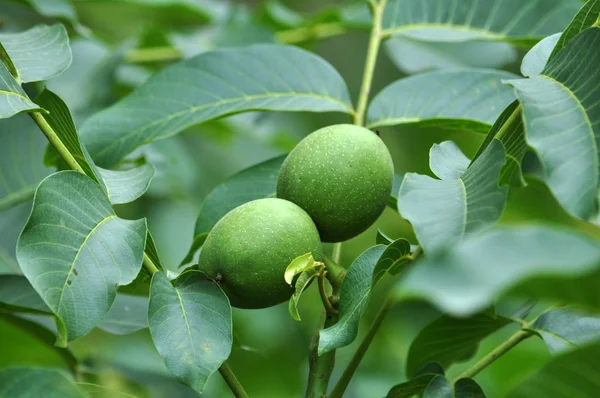 On a branch of a tree with leaves grows green walnuts