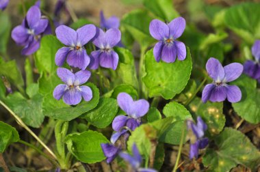 Bahar Orman bloom Viola sylvestris içinde