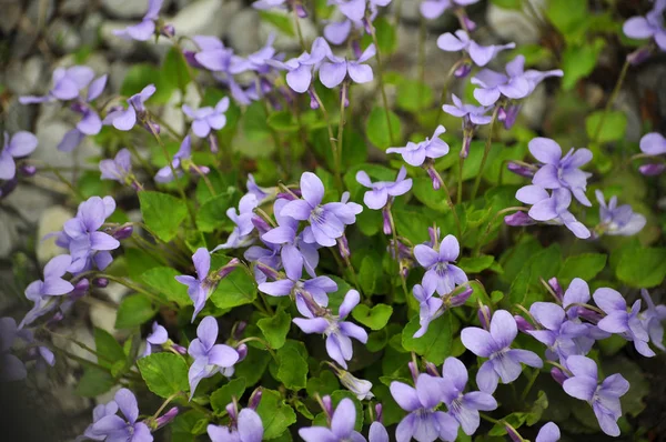 Весеннем Цветении Леса Viola Sylvestris — стоковое фото