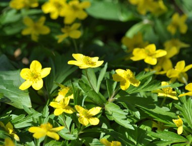 Orman bloom erken bahar çok yıllık bitki Anemone ranunculoides yaban hayatı