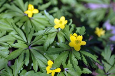 Orman bloom erken bahar çok yıllık bitki Anemone ranunculoides yaban hayatı