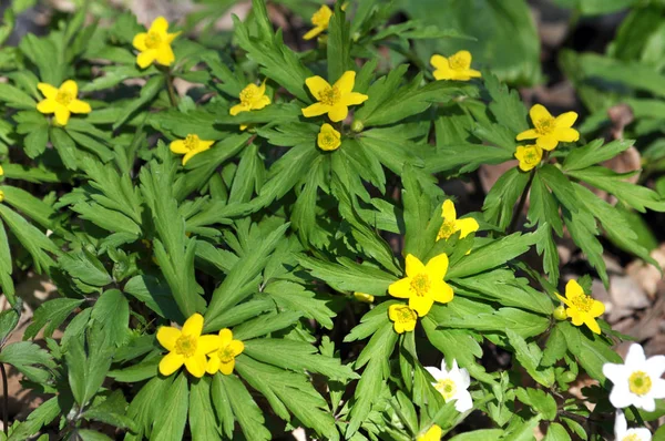 Wildlife Forest Bloom Early Spring Perennial Plant Anemone Ranunculoides — Stock Photo, Image