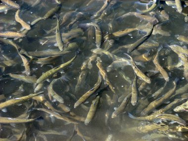 Bir sürü tatlı su balığı alabalık yüzen içinde çiftçi gölet