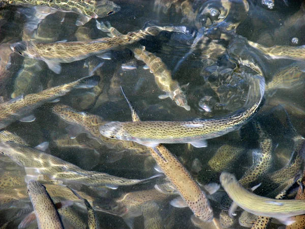 Bir sürü tatlı su balığı alabalık yüzen içinde çiftçi gölet