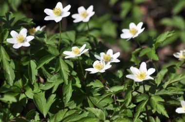 Vahşi bloom erken bahar çok yıllık bitki Anemone nemorosa içinde
