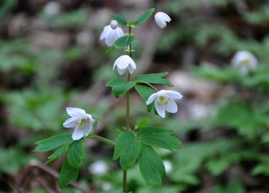 Orman bloom çok yıllık bitki erken bahar endemik Isopyrum thalictroides yaban hayatı