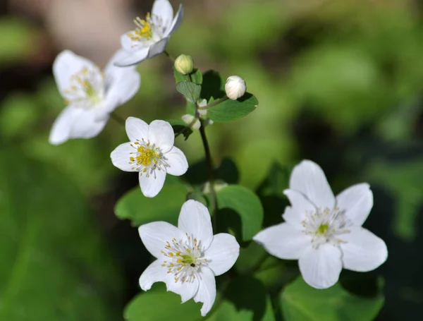 Nella Fauna Selvatica Della Foresta Fioriscono All Inizio Della Primavera — Foto Stock