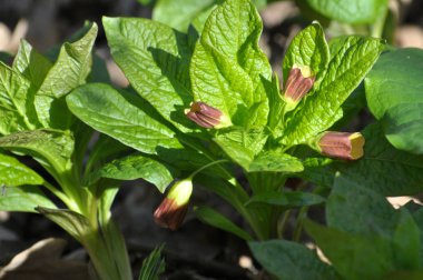 Doğada nadir erken bahar bitki Scopolia carniolica büyüyor