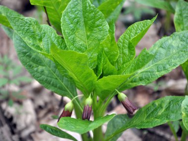 Doğada nadir erken bahar bitki Scopolia carniolica büyüyor