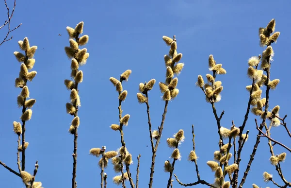 Природі Ранньою Весною Цвітуть Капріа — стокове фото