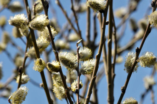 Doğa Erken Bahar Bloom Salix Caprea Içinde — Stok fotoğraf