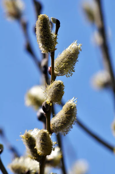 Naturaleza Principios Primavera Florecen Salix Caprea — Foto de Stock