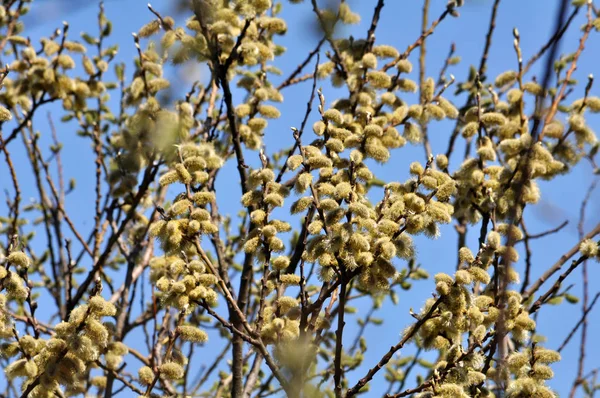 Природе Раннее Весеннее Цветение Salix Caprea — стоковое фото