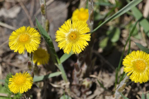 Natura Fioritura All Inizio Della Primavera Miele Medicinali Pianta Tussilago — Foto Stock