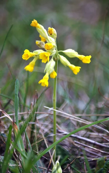 Wiosenne Kwitnienia Primula Veris Dziko — Zdjęcie stockowe