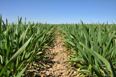 Bahar Çiftlik alanında kış buğday iyi bitkileri