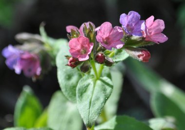 Pulmonaria doğada çiçek. Tıbbi ve iyi bal bitki.