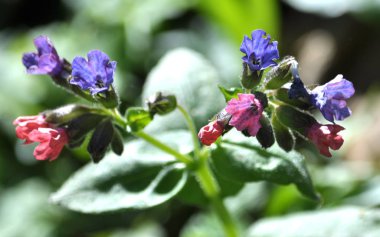 Pulmonaria doğada çiçek. Tıbbi ve iyi bal bitki.