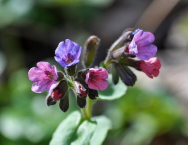 Pulmonaria doğada çiçek. Tıbbi ve iyi bal bitki.