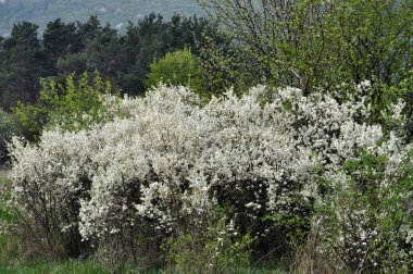 Spring in nature blooms overgrown bushes blackthorn clipart