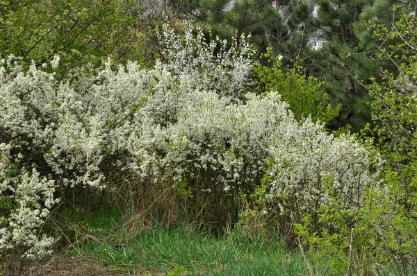 Printemps Dans Nature Fleurit Buissons Envahis Épine Noire — Photo