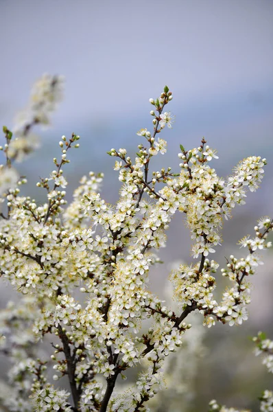 Весна Природе Цветет Заросшие Кусты Blackthorn — стоковое фото