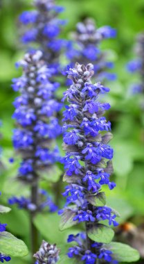Ormanda vahşi bloom Ajuga reptans