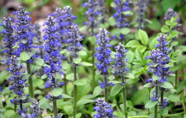 Ormanda vahşi bloom Ajuga reptans