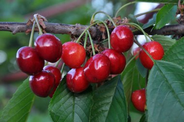Olgun kırmızı böğürtlen dalında erik avyumu (kiraz))