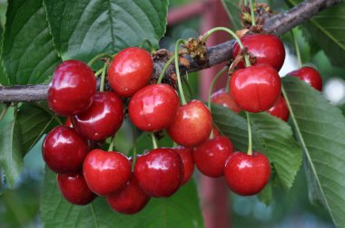 Olgun kırmızı böğürtlen dalında erik avyumu (kiraz))