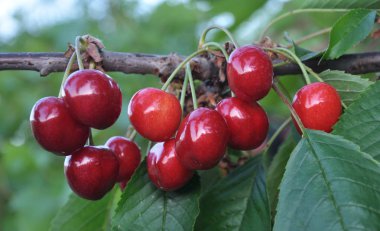 Olgun kırmızı böğürtlen dalında erik avyumu (kiraz))