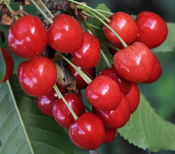 Gałęzi Drzewa Dojrzałe Czerwone Jagody Prunus Avium Wiśnia — Zdjęcie stockowe