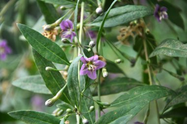 Vahşi doğada bir dal dalı açar Lycium barbarlığı