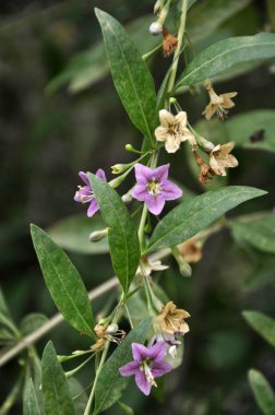 Vahşi doğada bir dal dalı açar Lycium barbarlığı